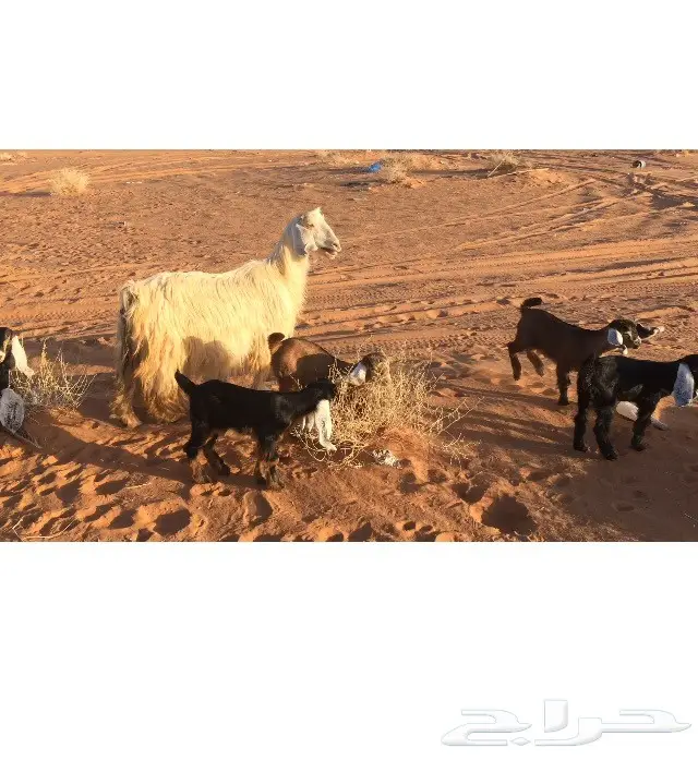 معزا طيبات متاويم (image 6)