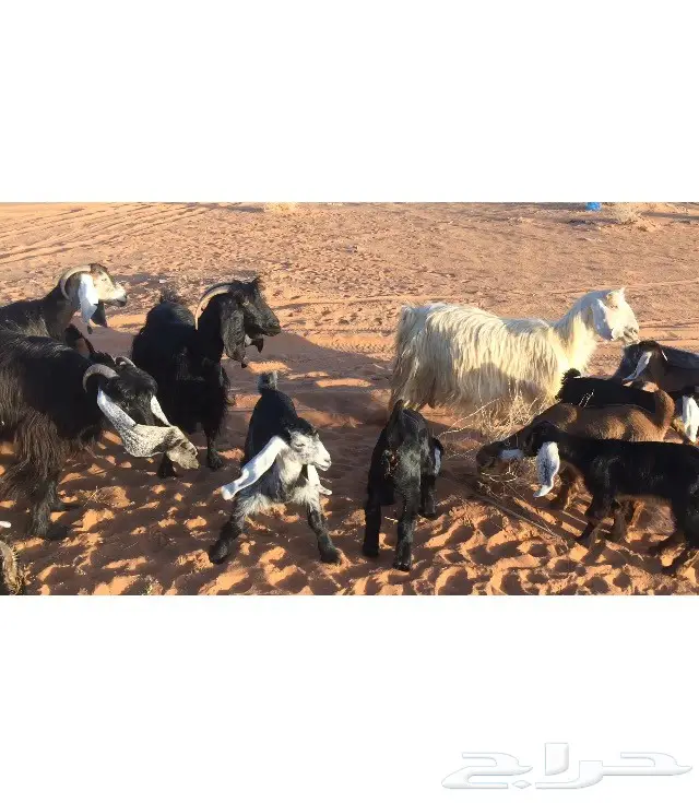 معزا طيبات متاويم (image 7)