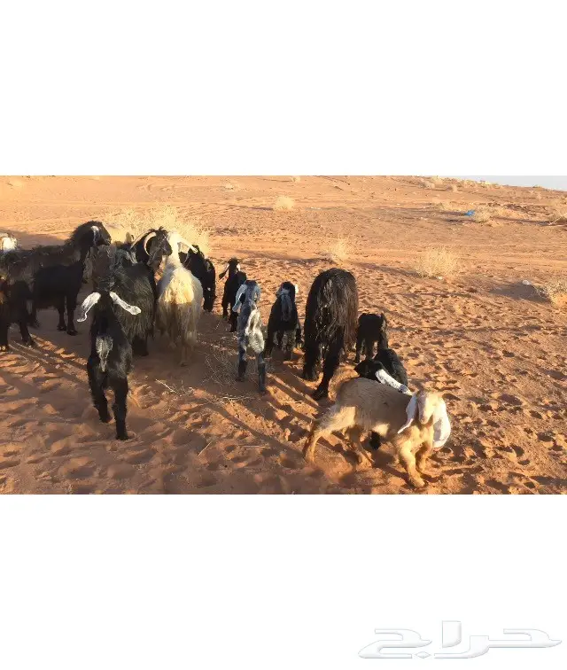 معزا طيبات متاويم (image 4)