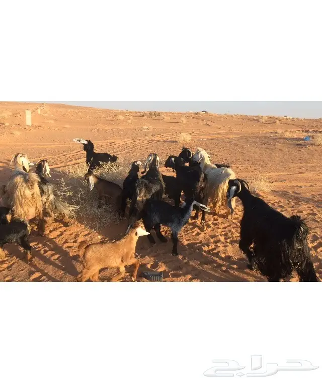 معزا طيبات متاويم (image 5)