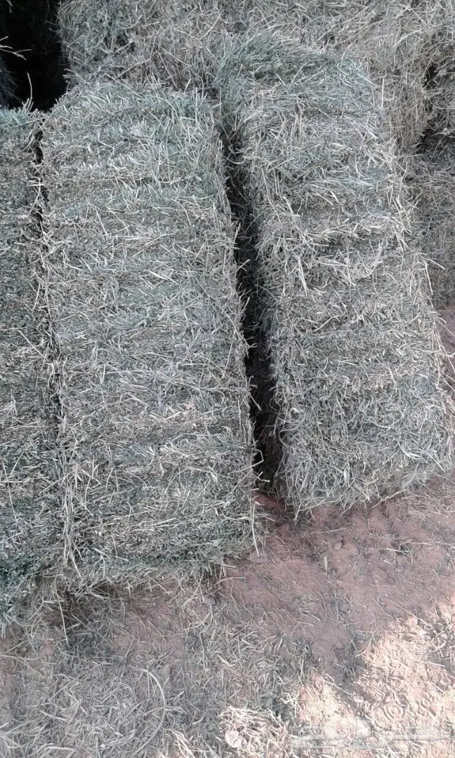 برسيم (image 1)