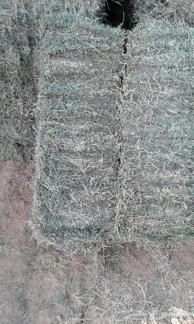 برسيم (image 2)