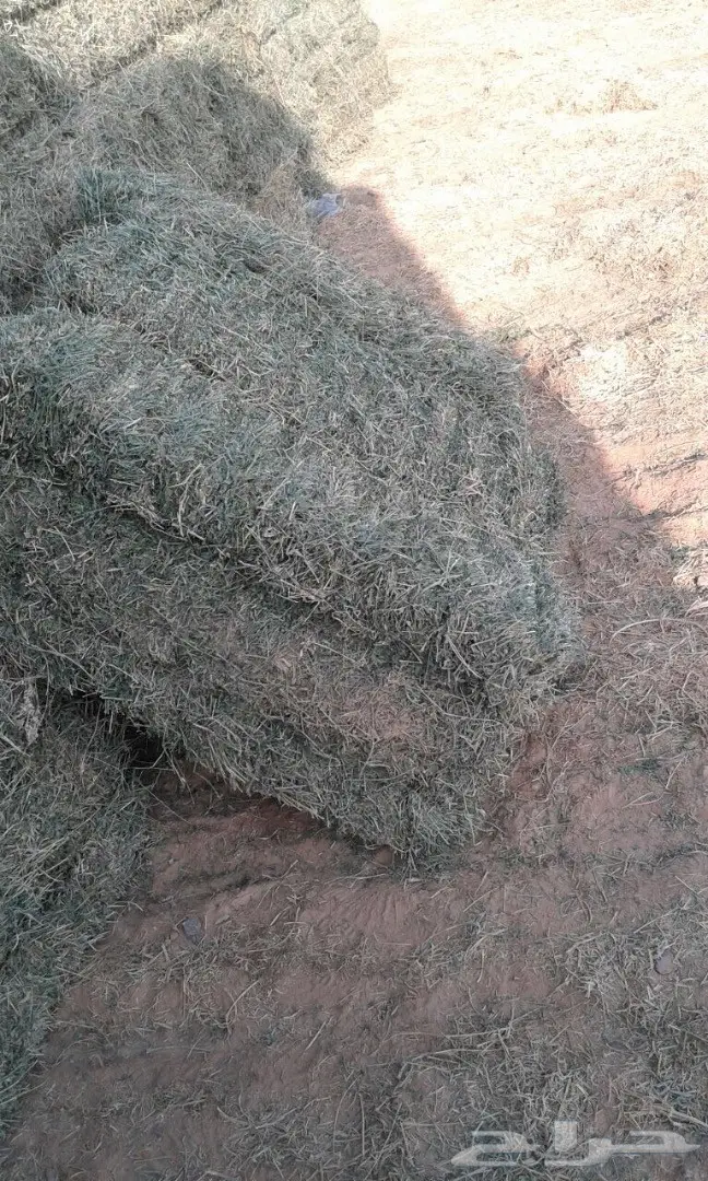 برسيم (image 3)