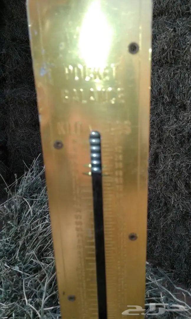 برسيم (image 4)