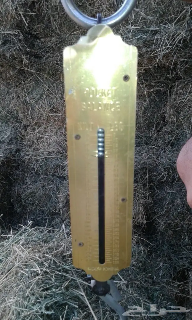 برسيم (image 5)