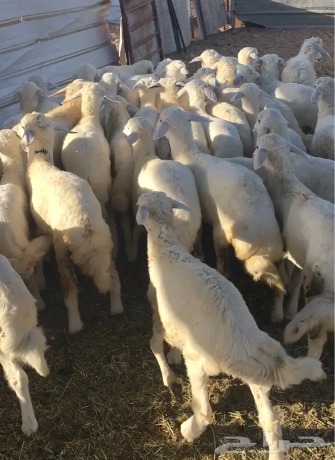 طليان حريه (image 1)