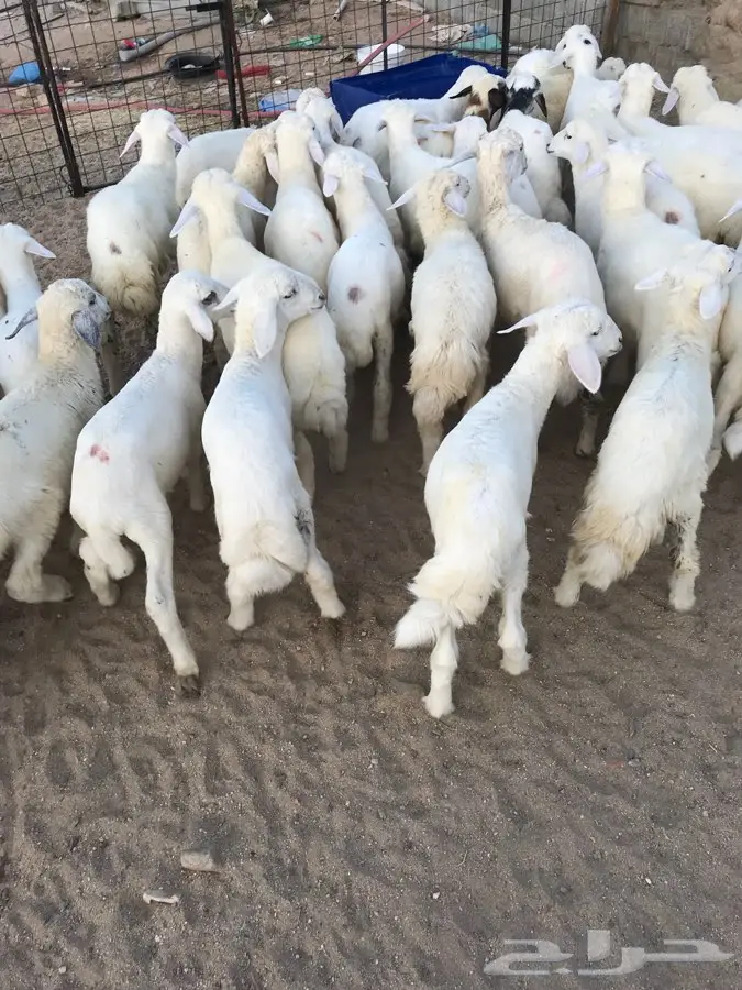 فرصة مميزة: قطط ولحوميات صغار - مكة (image 1)