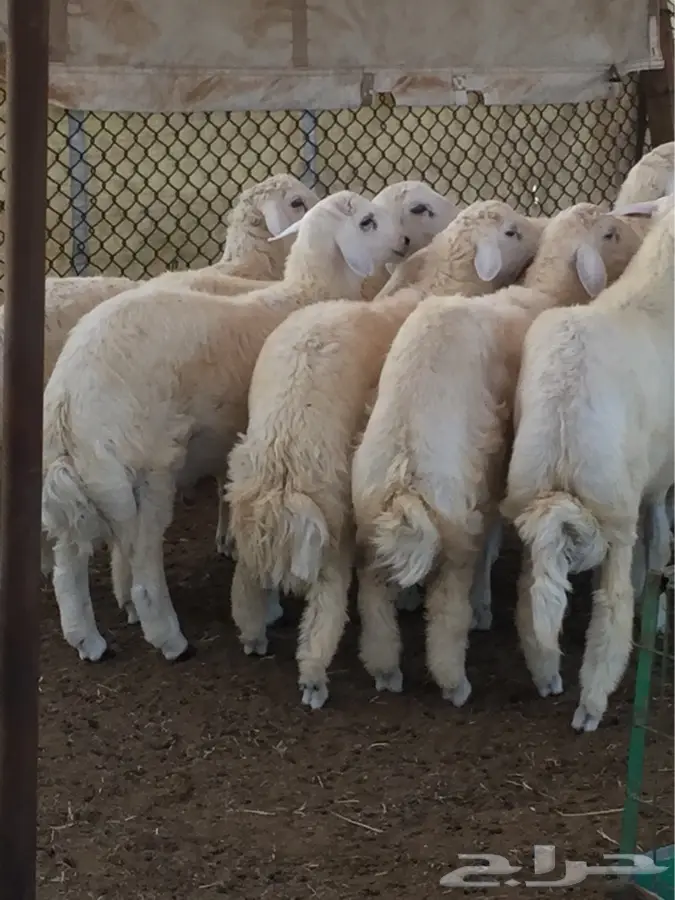طليان حريه جبره وتبيض الوجه (image 1)