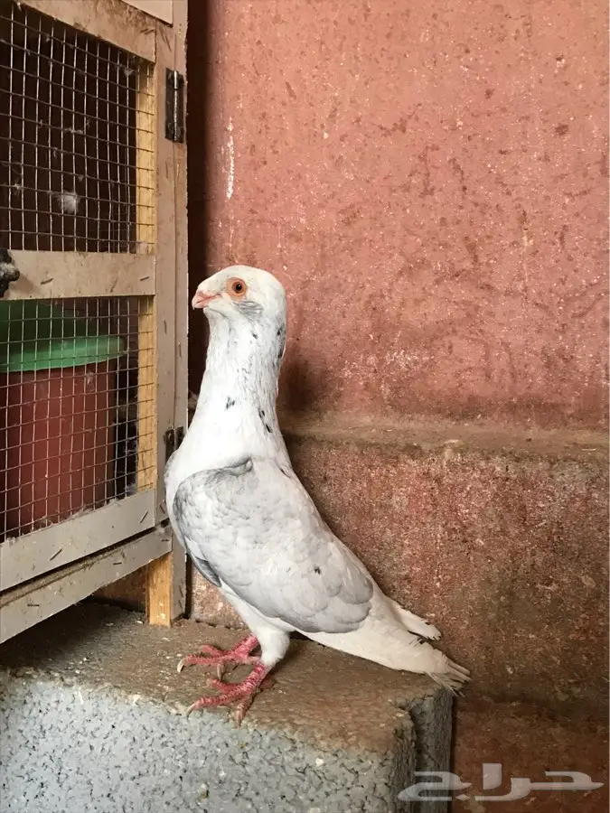 جوز مسود فضي نادر - فرصة لن تتكرر! (image 1)