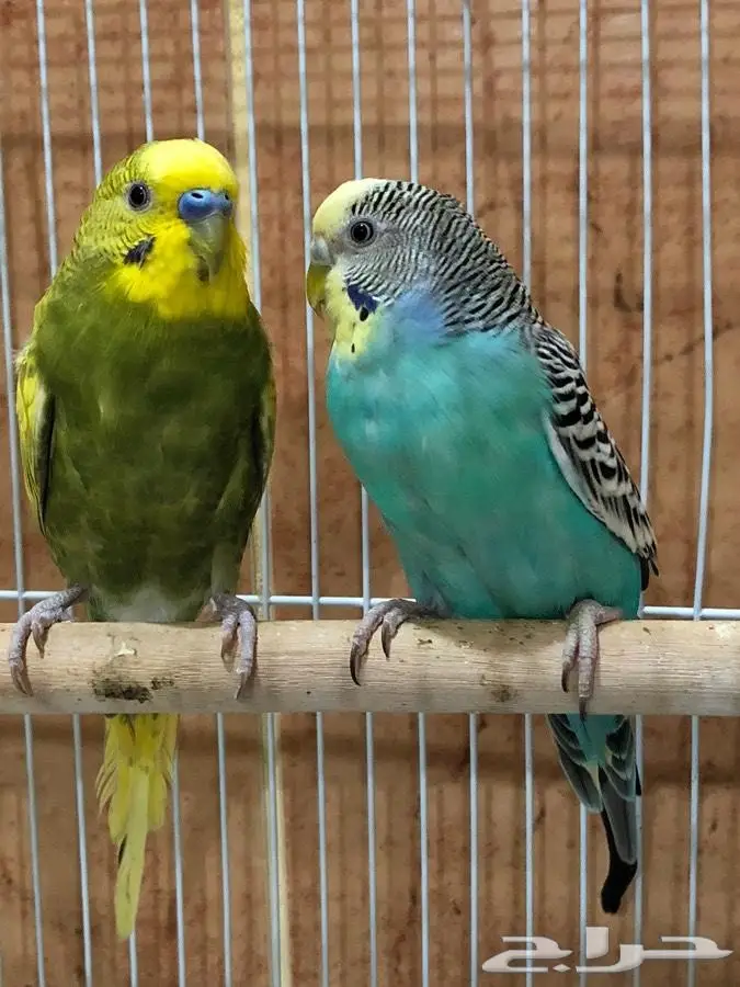 بيع أزواج ببغاوات منتجة - حالة ممتازة - فرصة لا تُفوّت! (image 2)