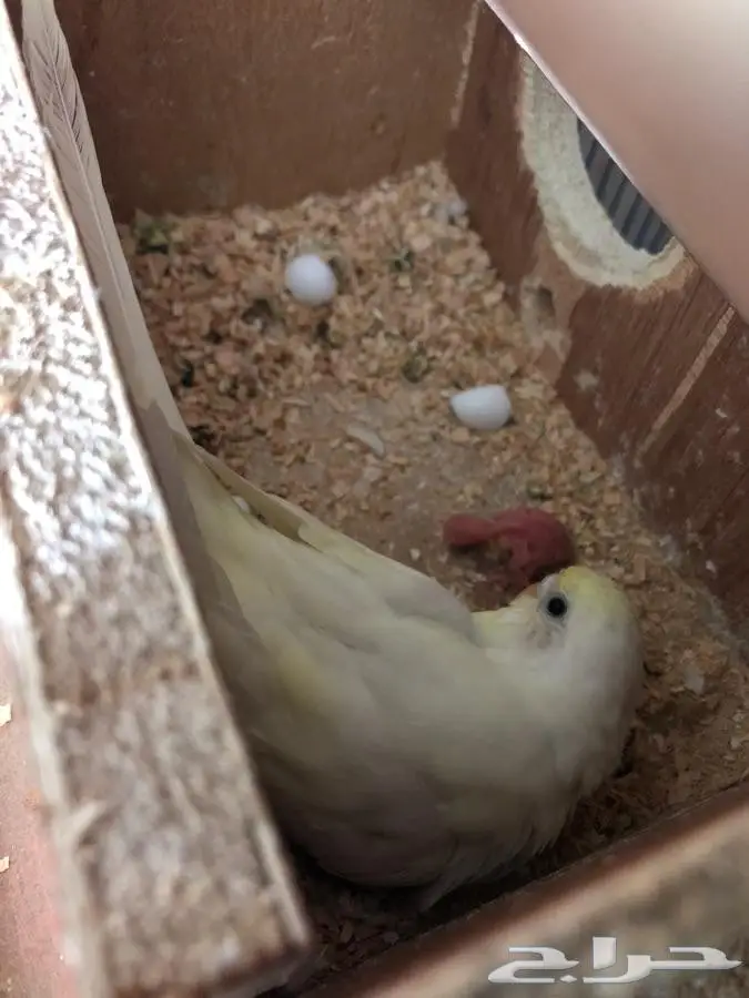 بيع أزواج ببغاوات منتجة - حالة ممتازة - فرصة لا تُفوّت! (image 4)