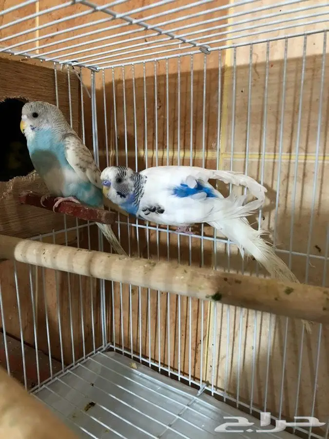 بيع أزواج ببغاوات منتجة - حالة ممتازة - فرصة لا تُفوّت! (image 5)