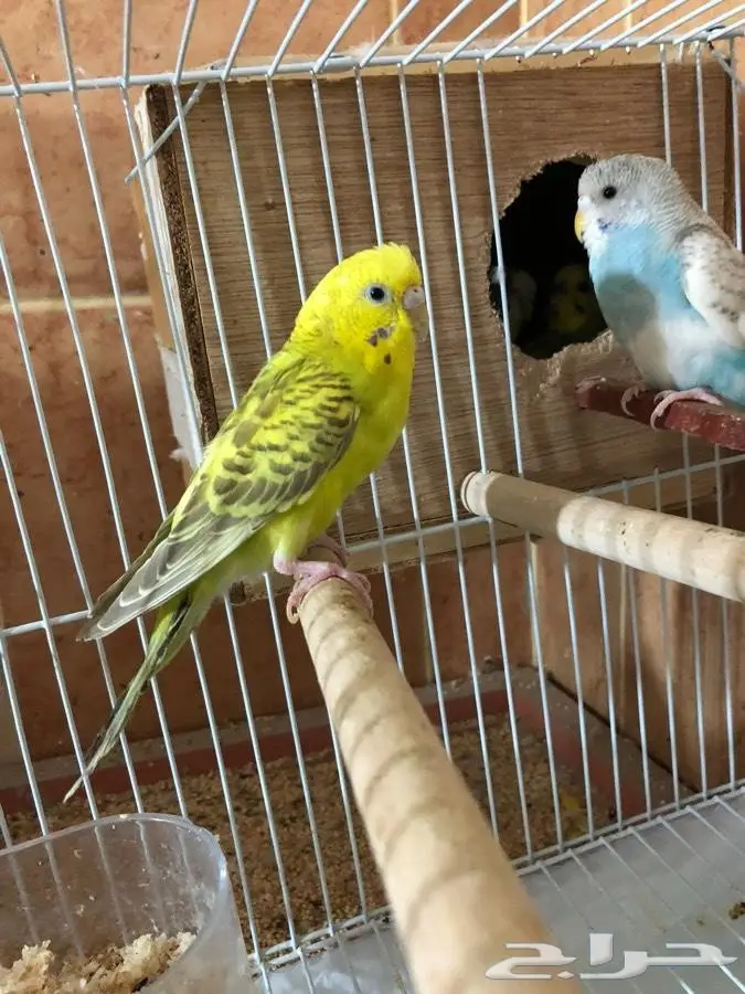 بيع أزواج ببغاوات منتجة - حالة ممتازة - فرصة لا تُفوّت! (image 8)