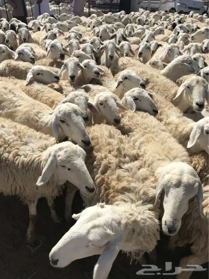 غنم حريه العدد 250 راس (image 1)