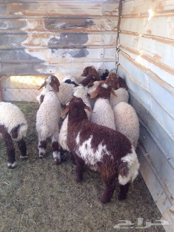 هرافي لقطط صغيرة للبيع - فرصة لا تُفوّت! (image 1)