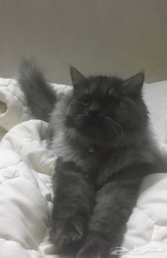 قطة أنثى فارسية أنيقة - فرصة لا تُفوَّت! (image 1)