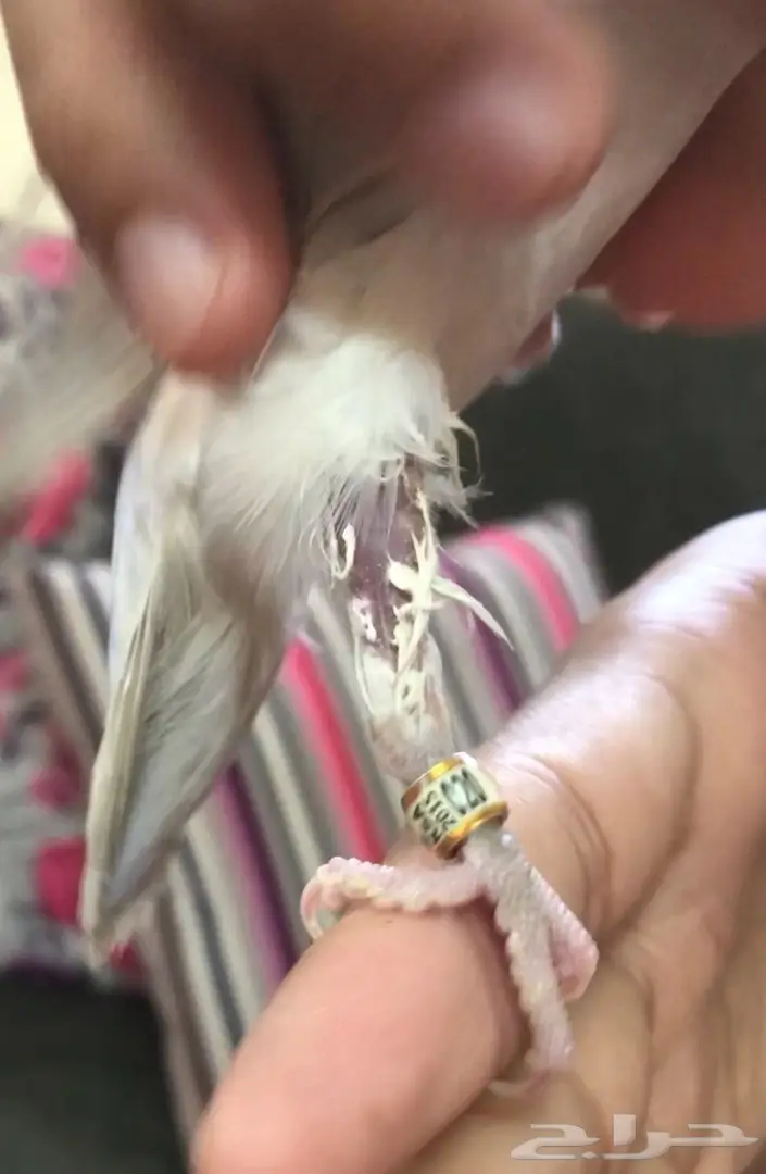 اصحاب الخبره في الطيور  (image 3)