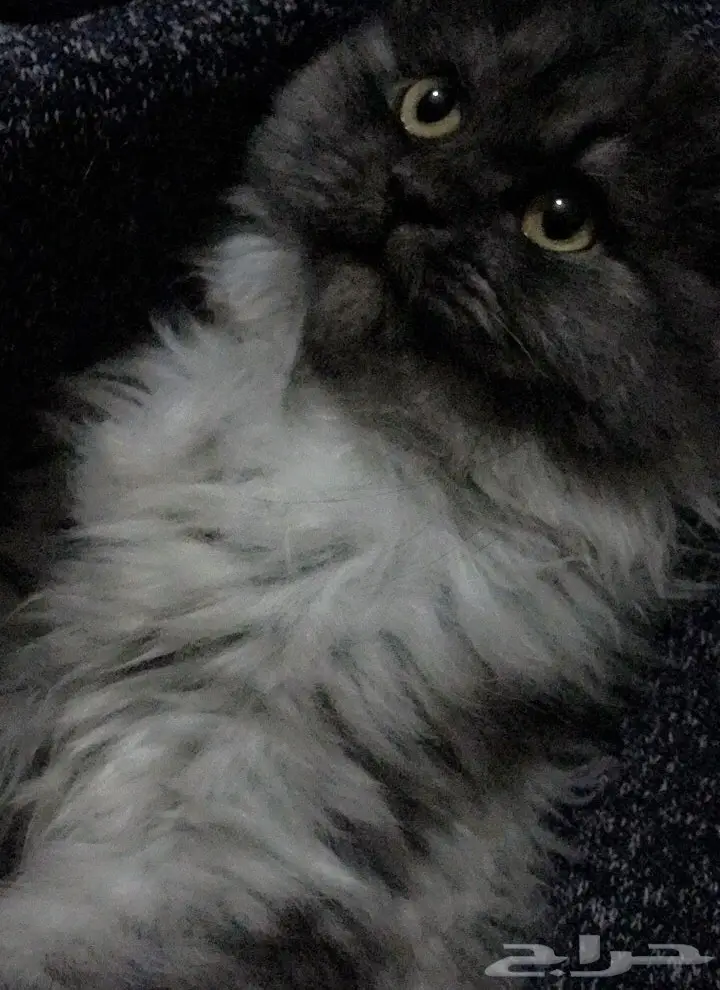 قطة أنثى فارسية أنيقة - فرصة لا تُفوَّت! (image 2)