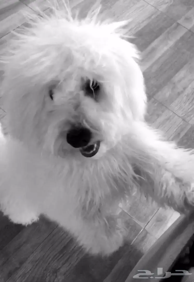 كلب للبيع بودل  (image 4)
