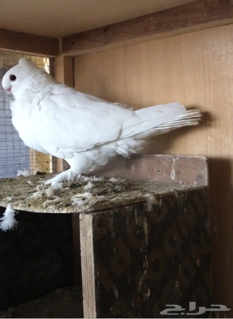 جوز بيور سانتونيت