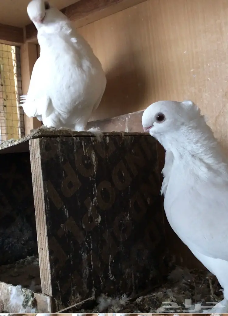 جوز بيور سانتونيت (image 2)