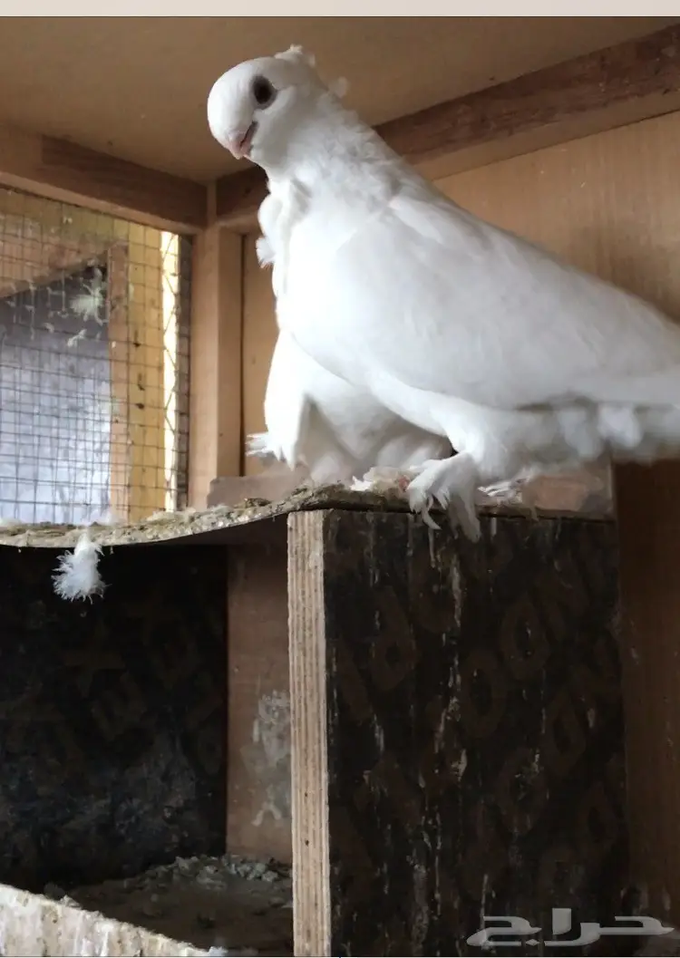 جوز بيور سانتونيت (image 1)