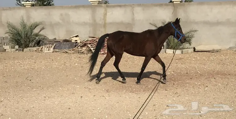 فرس شعبيه (image 1)