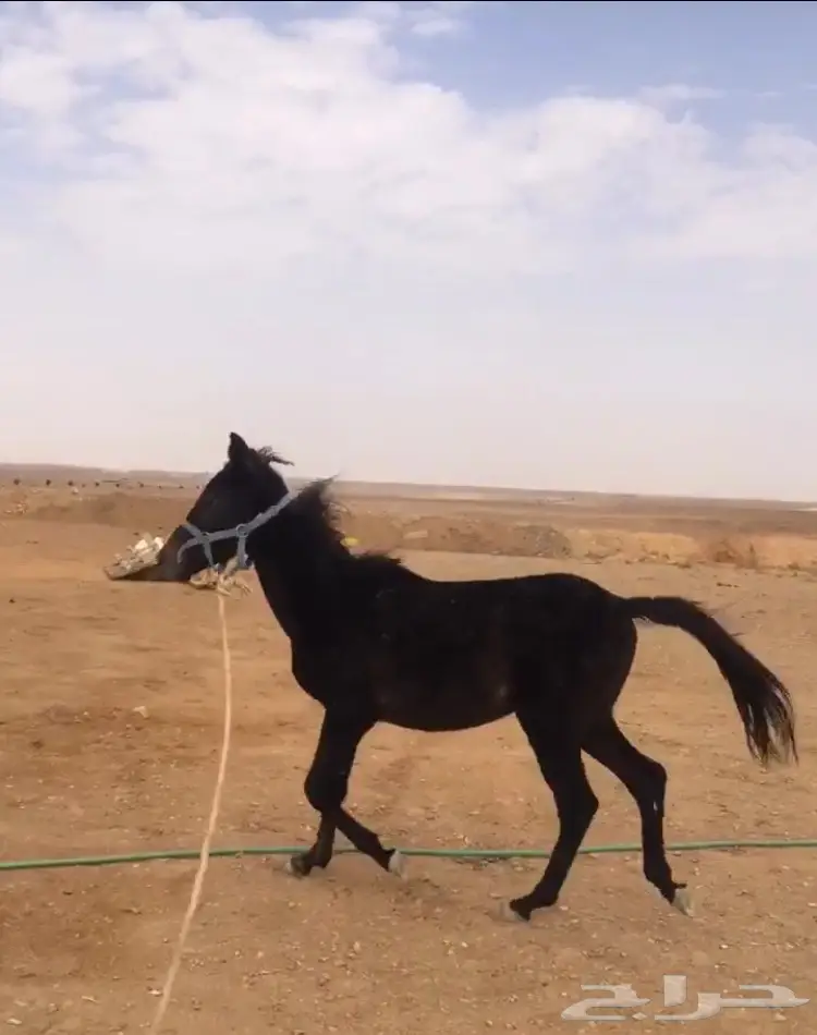 مهر شعبي للبيع 