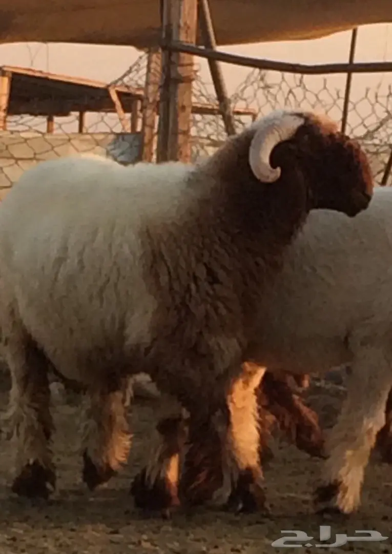 جذع نعيم فاخر 