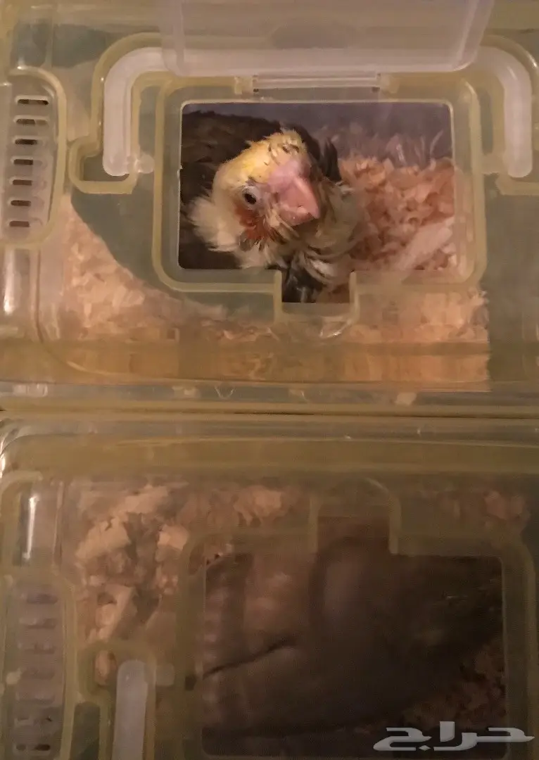 فروخ كروان  (image 2)