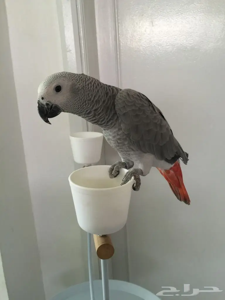 ببغاء للبيع متكلم بطلاقه ماشالله على السوم