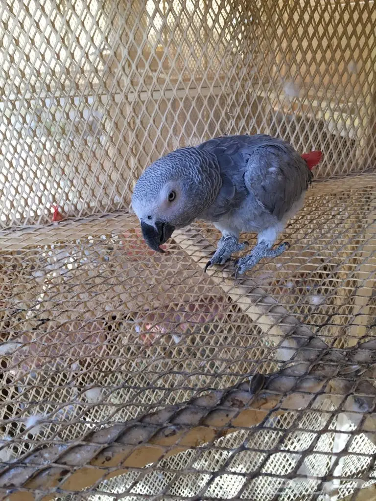 ببغاء للبيع متكلم بطلاقه ماشالله على السوم (image 1)