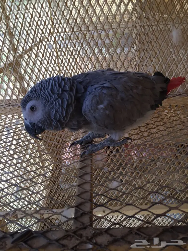 ببغاء للبيع متكلم بطلاقه ماشالله على السوم (image 2)