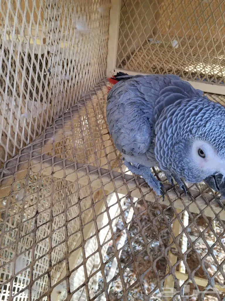 ببغاء للبيع متكلم بطلاقه ماشالله على السوم (image 3)