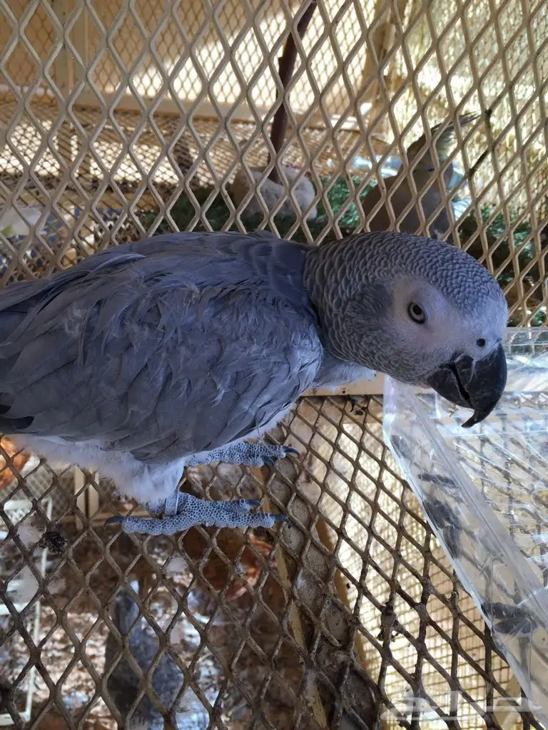 ببغاء للبيع متكلم بطلاقه ماشالله على السوم (image 4)