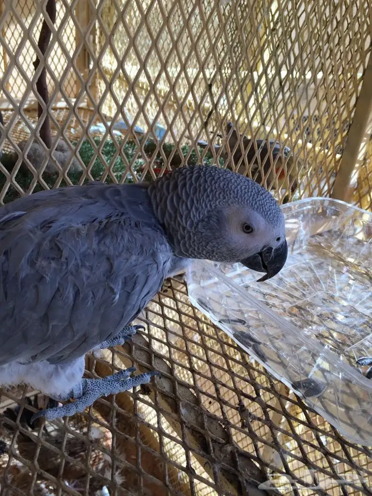 ببغاء للبيع متكلم بطلاقه ماشالله على السوم (image 5)