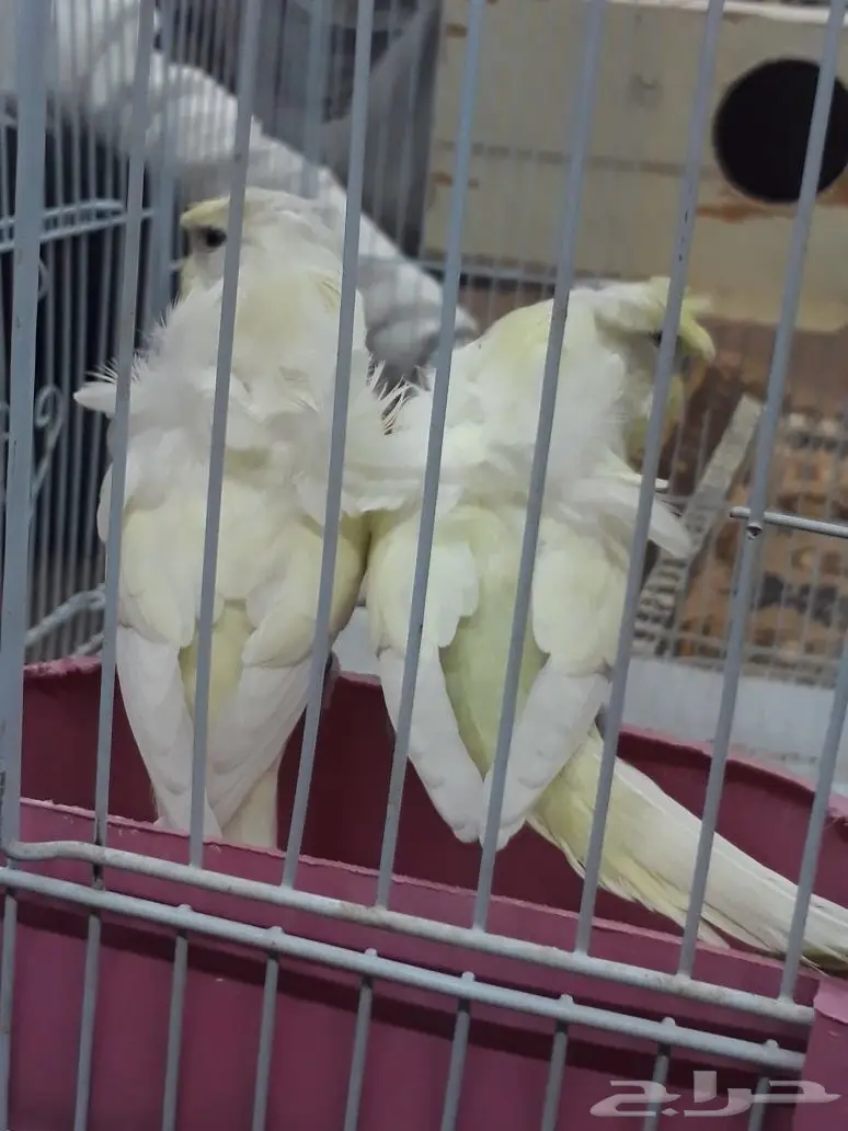 زوج هوقو اينو