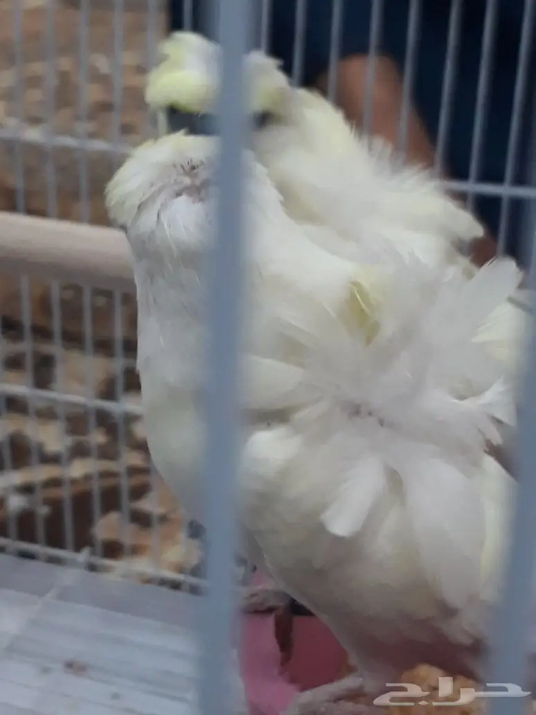 زوج هوقو اينو (image 2)