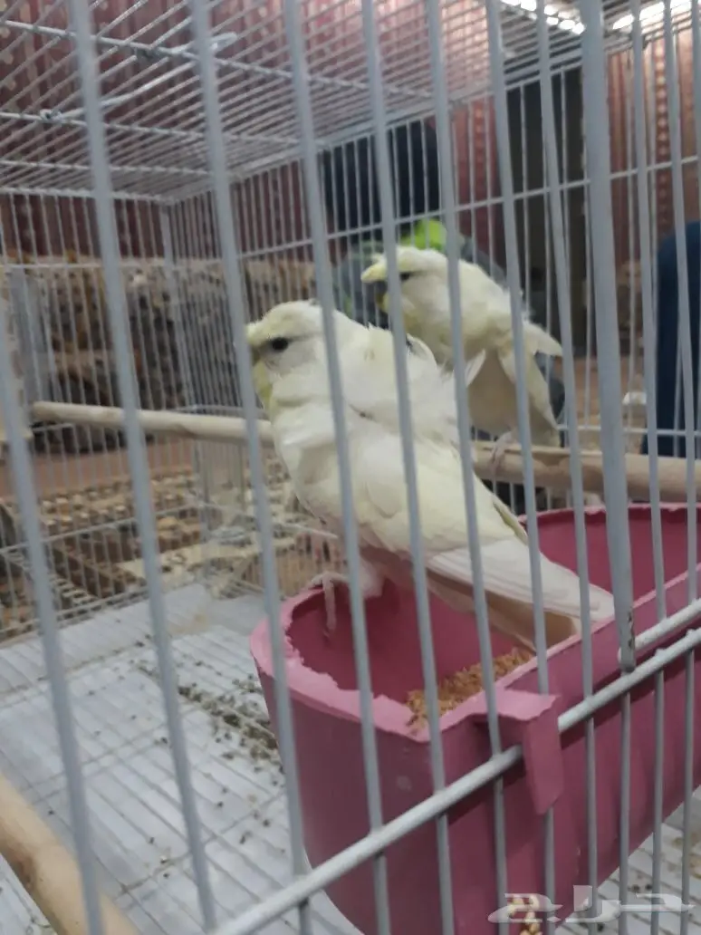 زوج هوقو اينو (image 3)