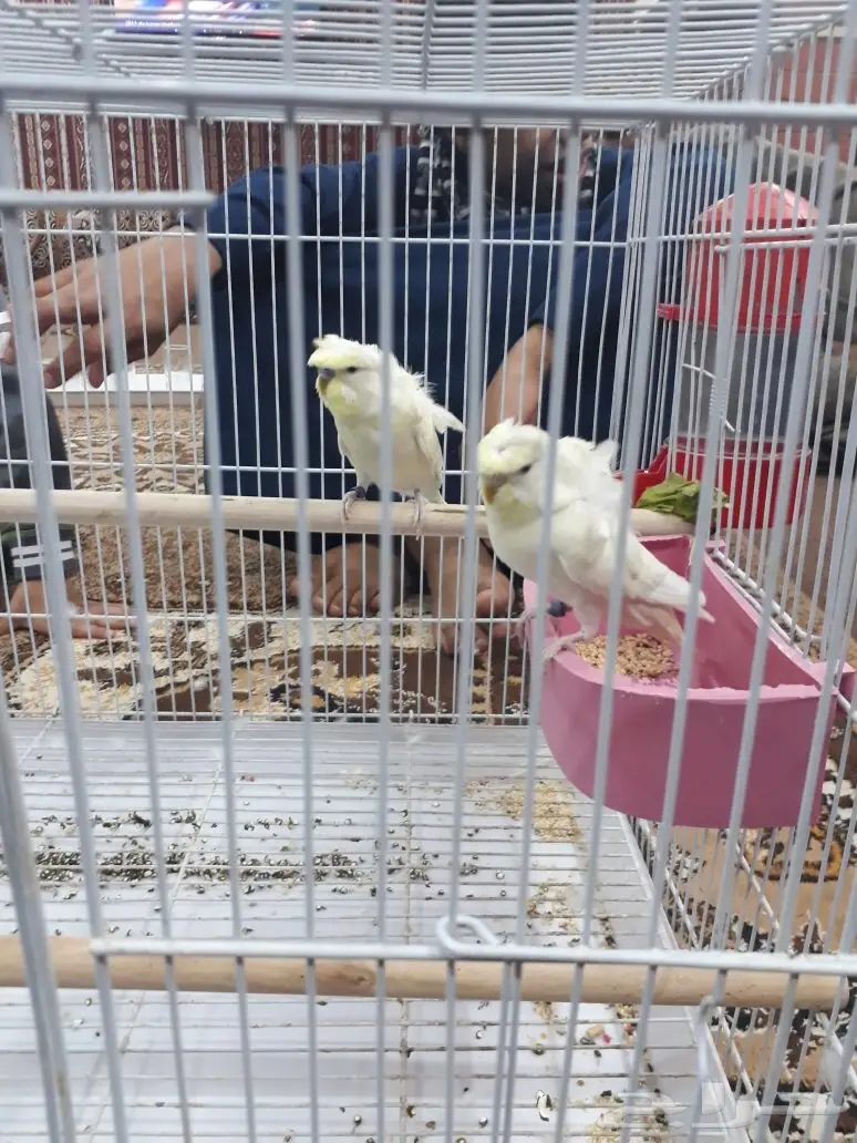 زوج هوقو اينو (image 5)