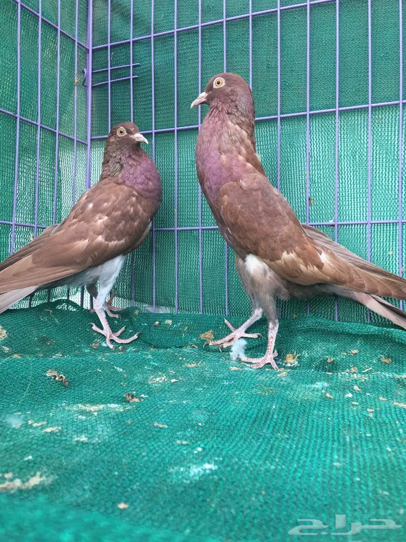 طبه نفاخ قلم