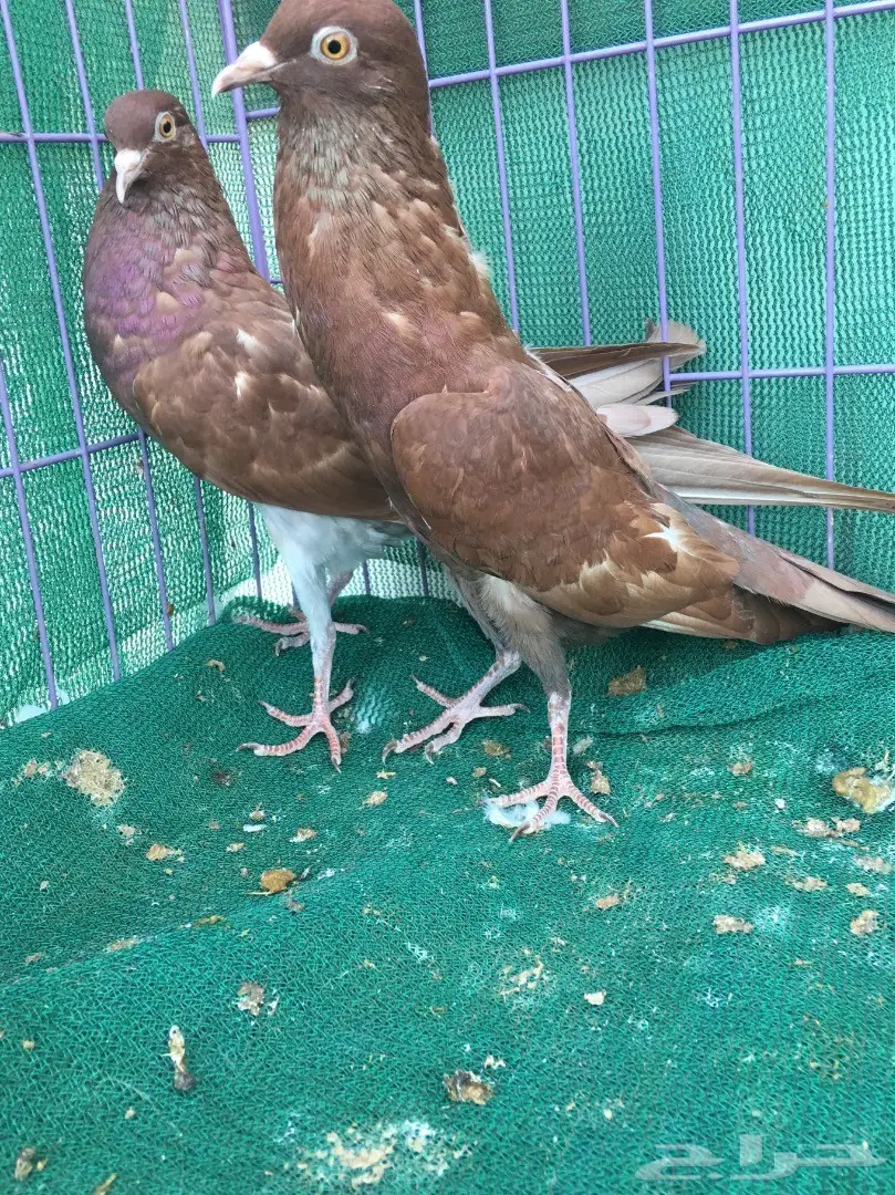 طبه نفاخ قلم (image 3)