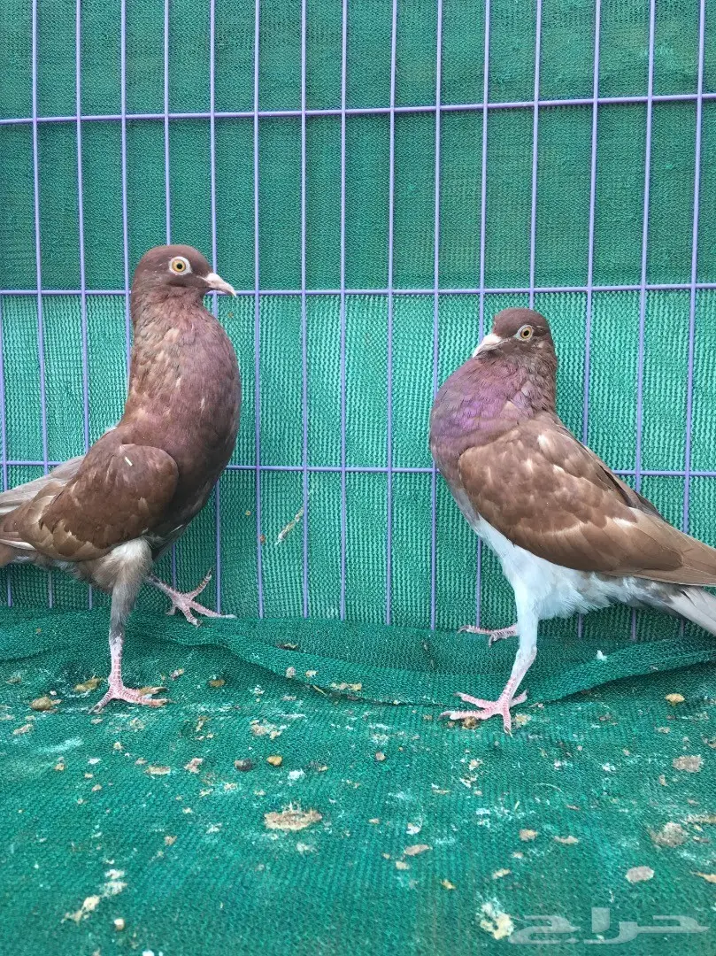 طبه نفاخ قلم (image 6)