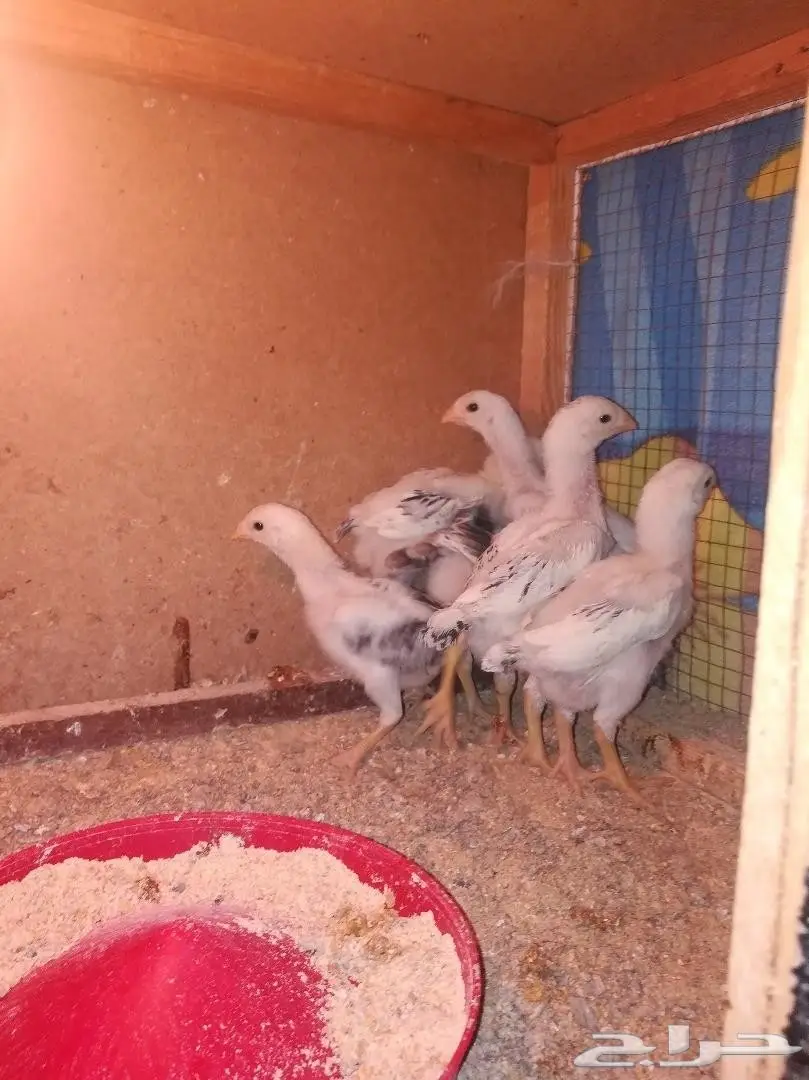 فروخ فارسي للبيع (image 3)