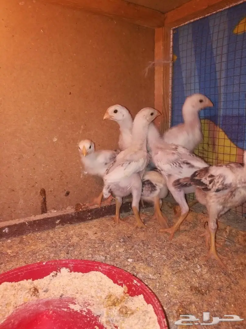 فروخ فارسي للبيع (image 4)