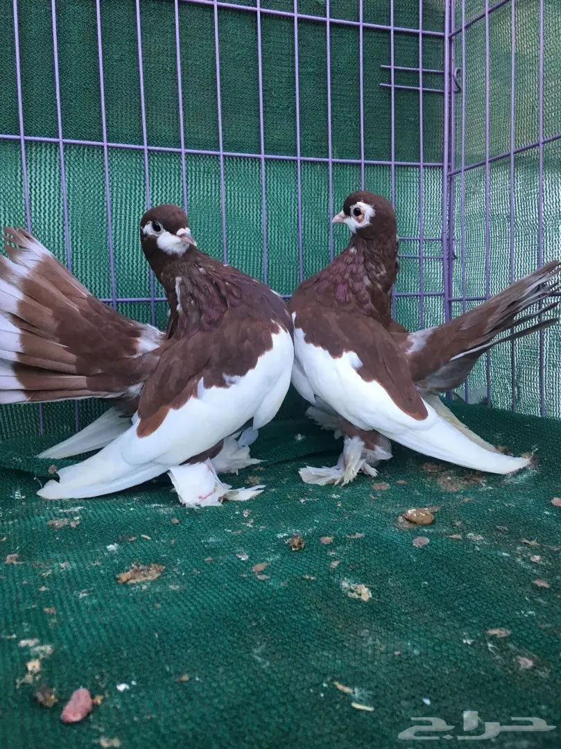 طبه فولكا احمر