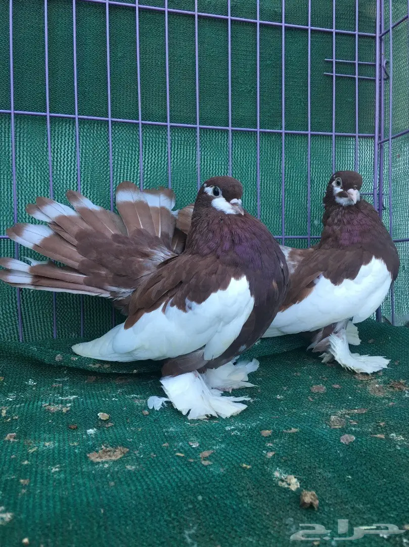 طبه فولكا احمر (image 2)