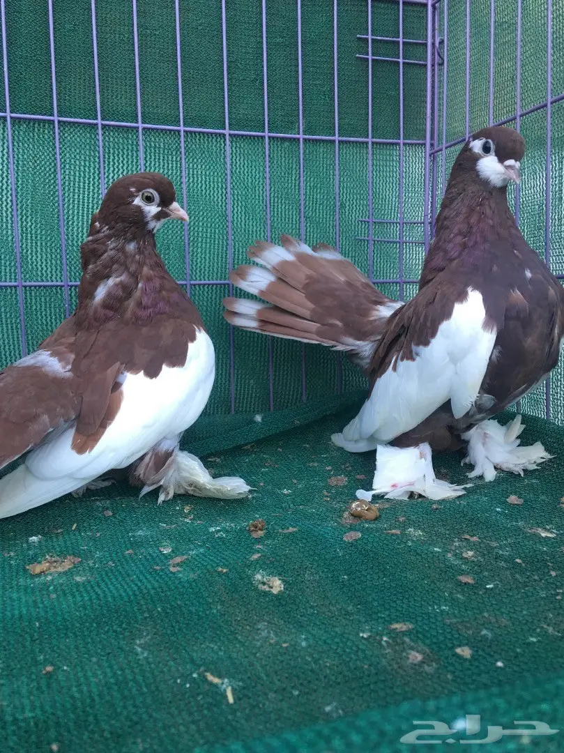 طبه فولكا احمر (image 9)