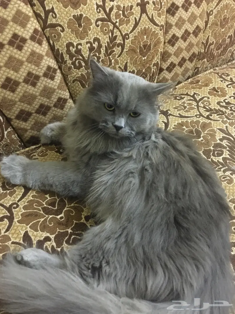 قط شيرازي ذكر - للبيع