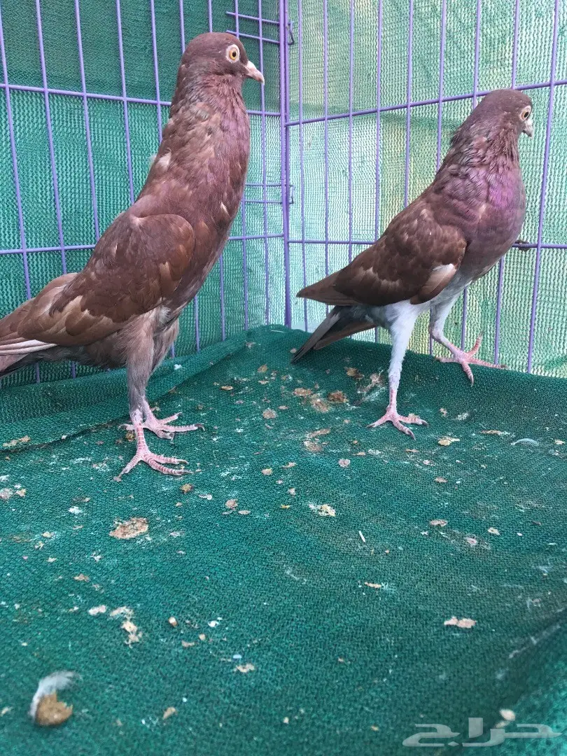 طبه نفاخ قلم (image 1)